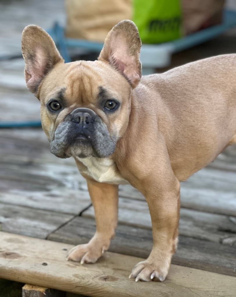 Frankie - French Bulldog