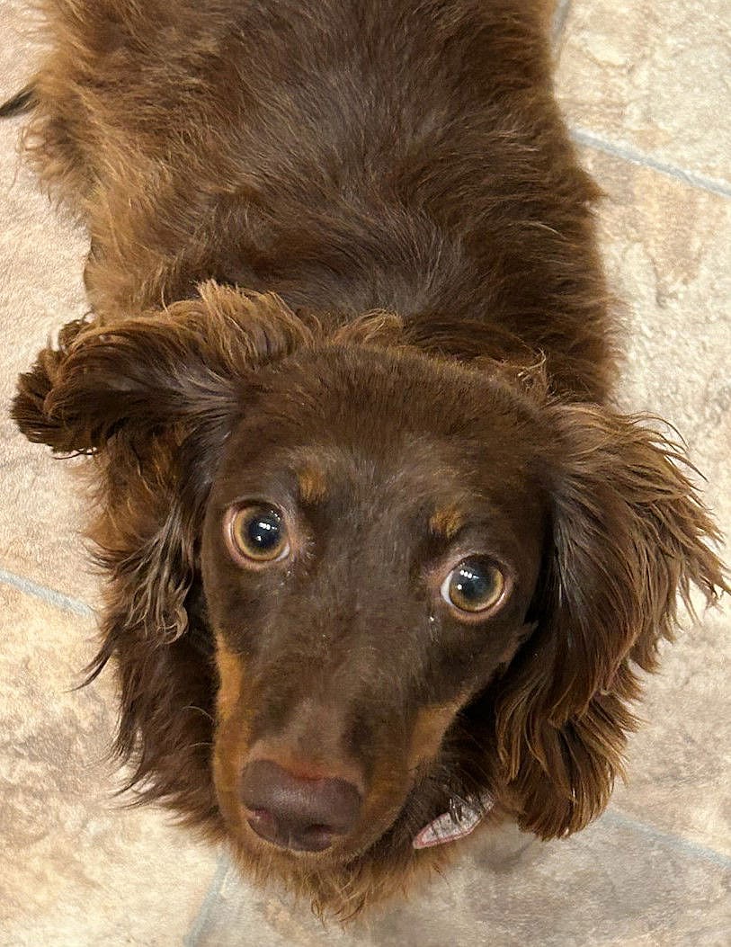 Chewy in TN - Dachshund