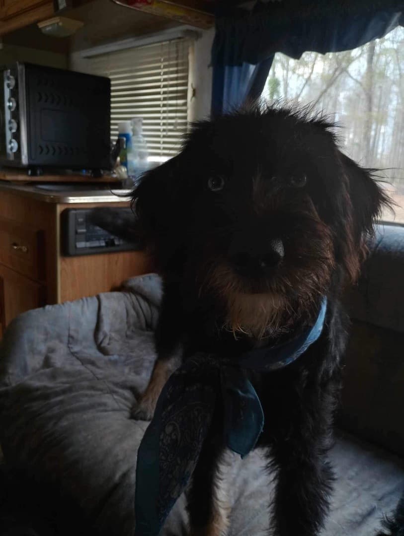 MYSTIQUE up for Adoption
