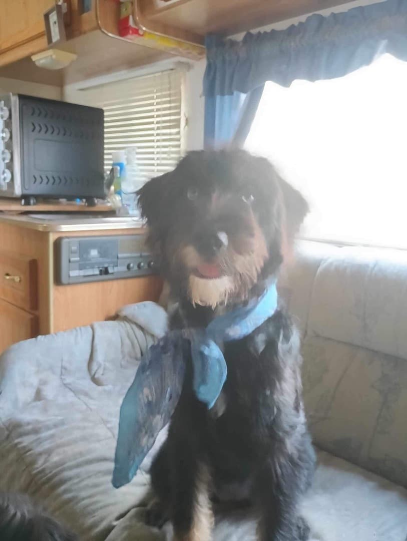 MYSTIQUE up for Adoption