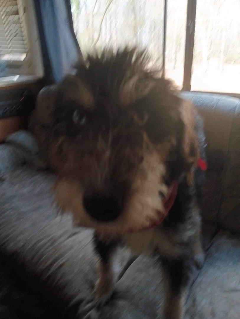 BLUE up for Adoption