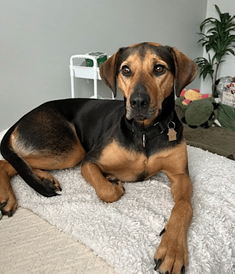 Rey - Treeing Walker Coonhound
