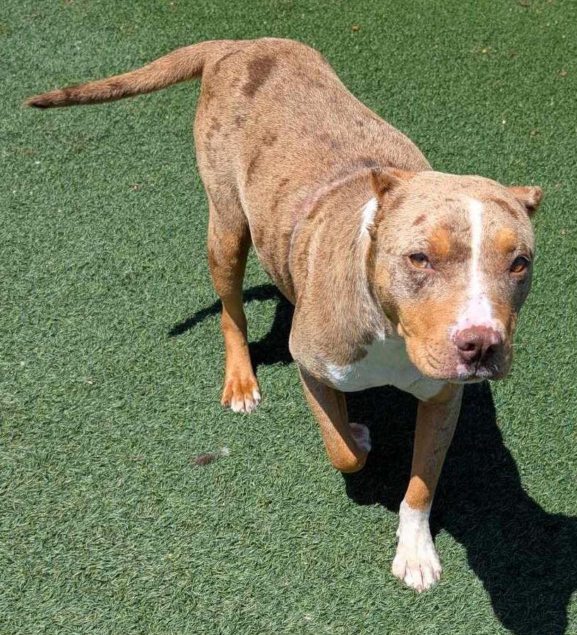 Rosie - In Foster - Pit Bull Terrier