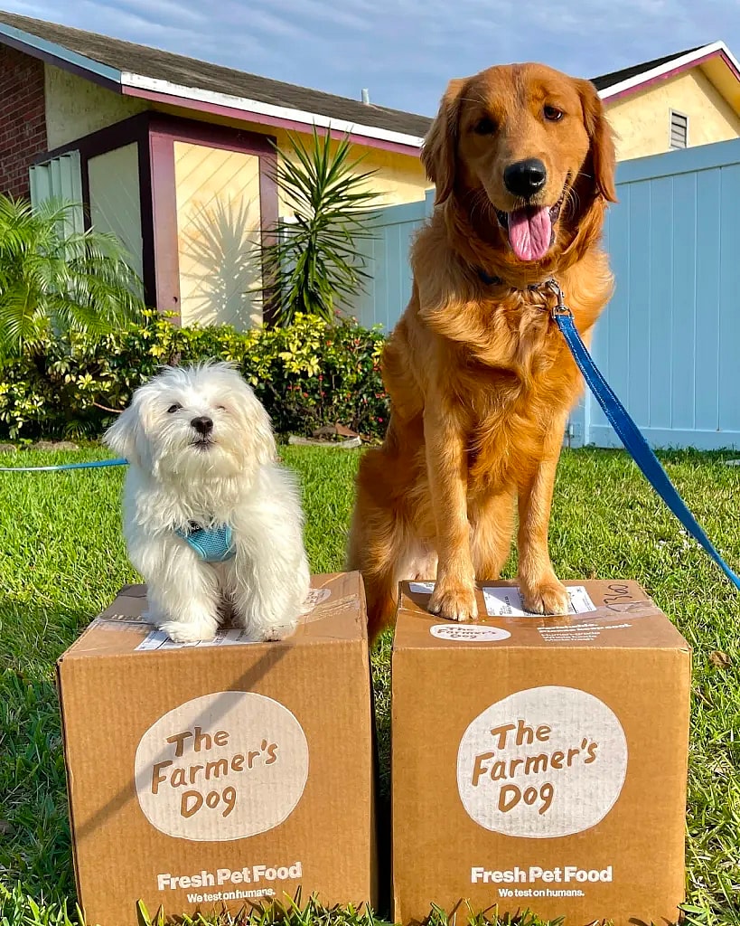 Best Dog Foods For Poodles