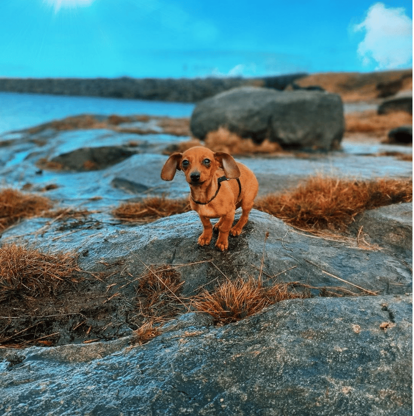 A Chiweenie
