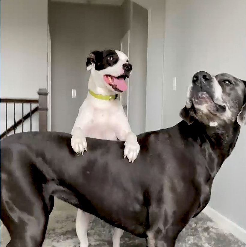 Doggie love story is making hearts melt