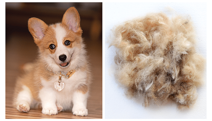 corgi shedding