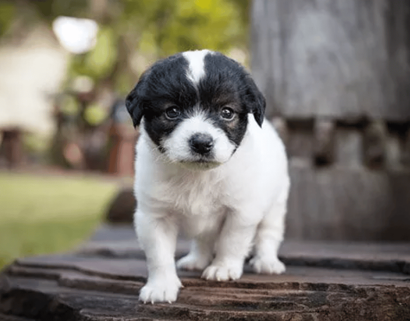 French bulldoodle