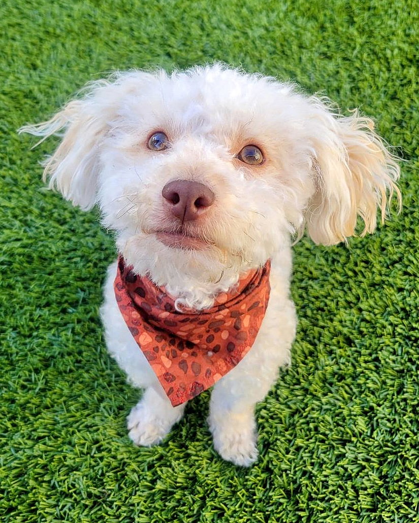Oakley - Poodle (Miniature)