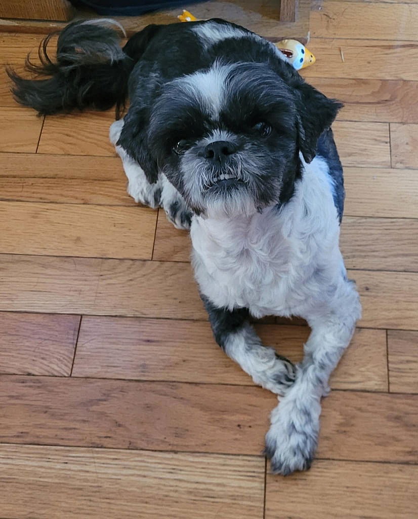 Oreo - Shih Tzu