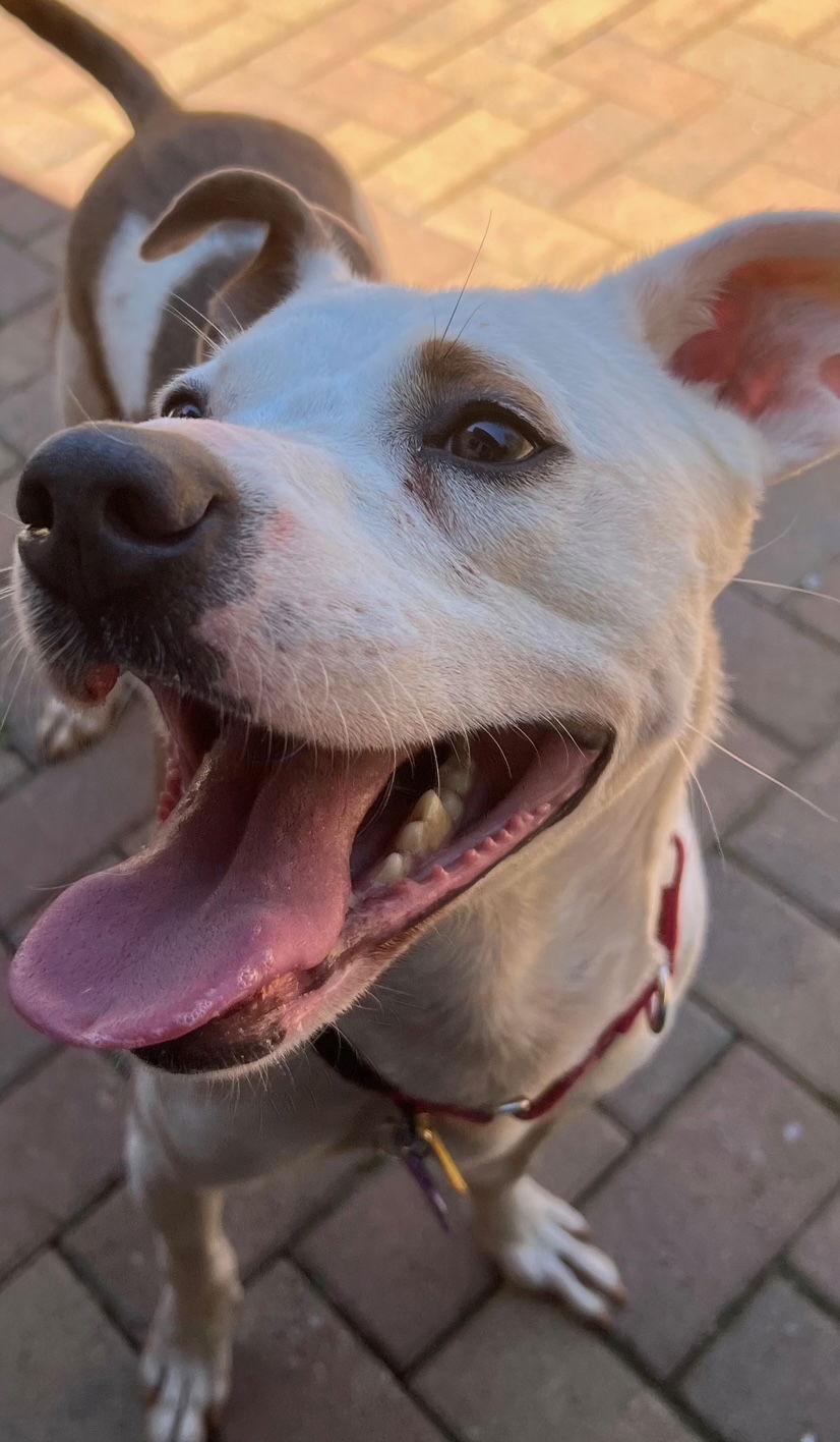 TEDDY - Sweet Young Guy! Loves People/Dogs