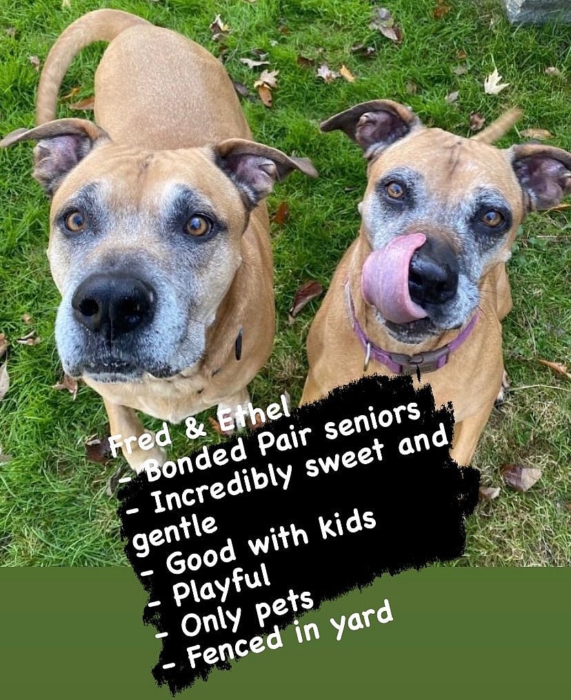 Fred and Ethel (a bonded pair)