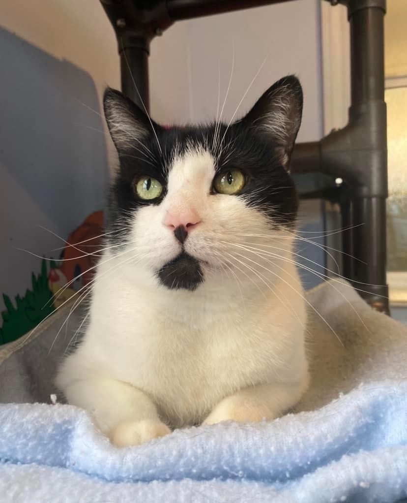 Parker - Cat for Adoption