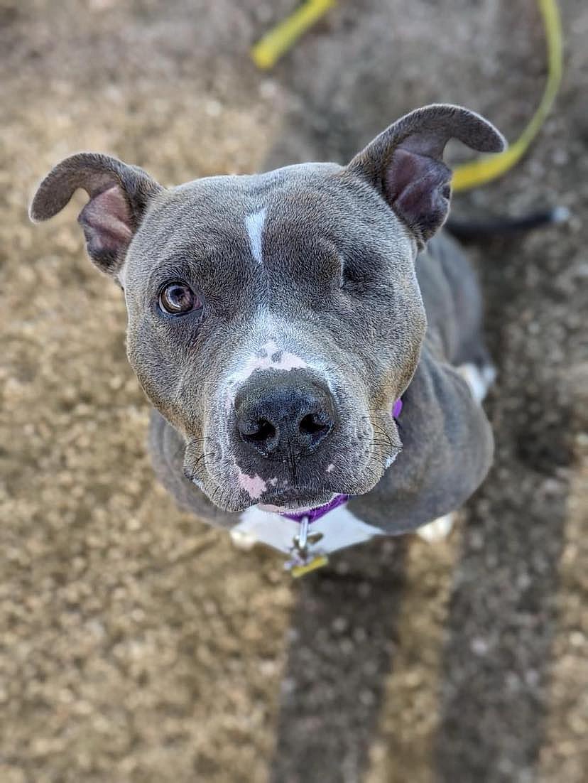 Parker up for Adoption