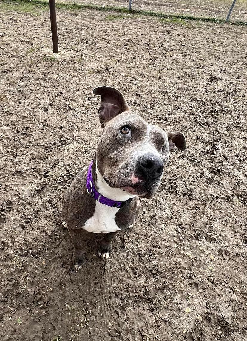 Parker up for Adoption