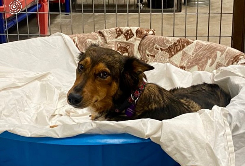 Georgia the grieving dog