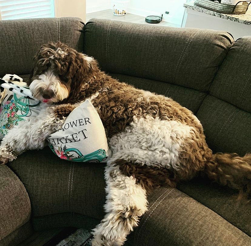 Lars the Newfiedoodle