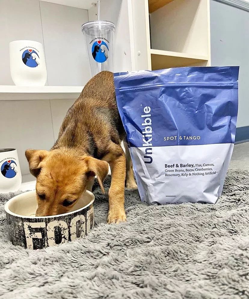 Best Dog Food for German Shepherds