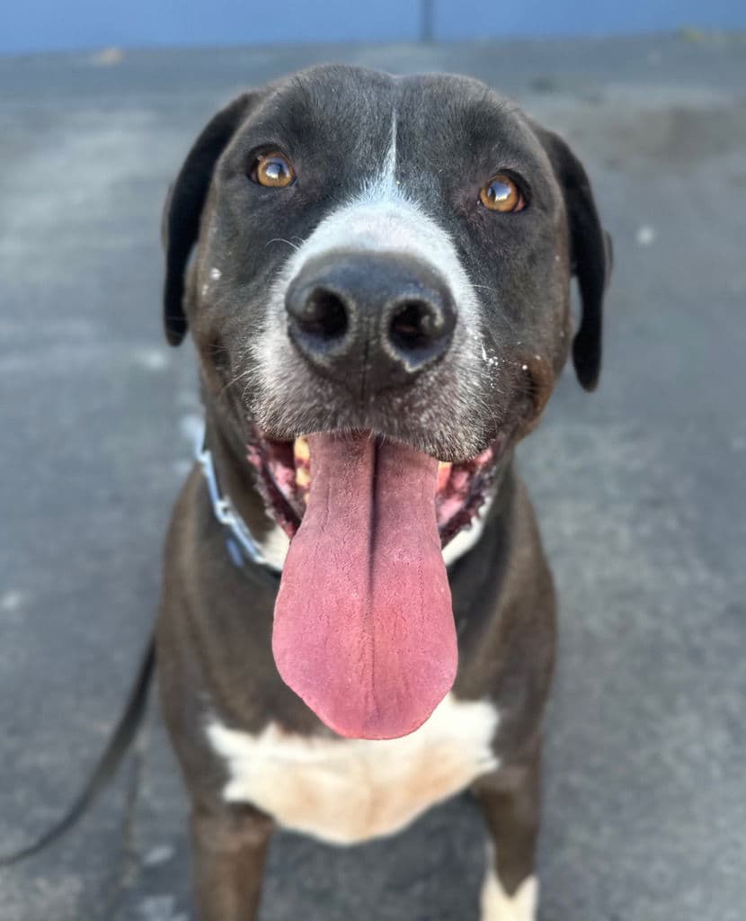 Tucker - Foster or Adopt Me!