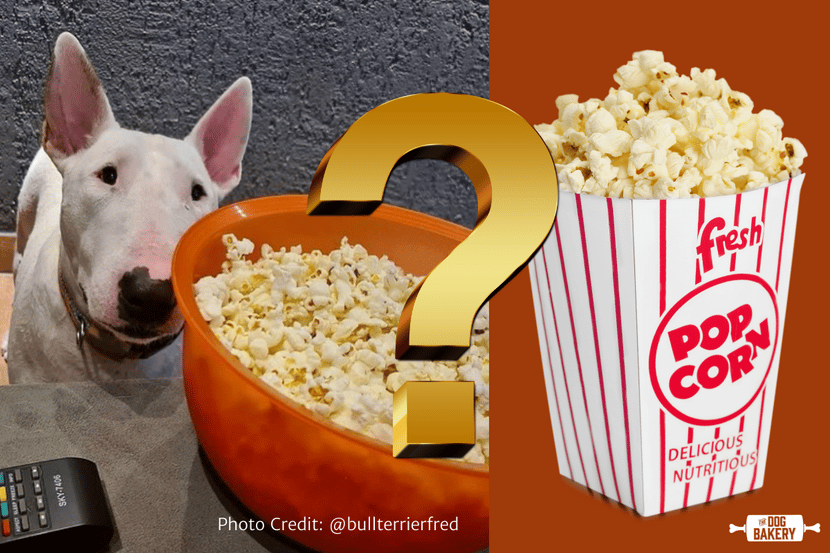 can dogs eat popcorn?