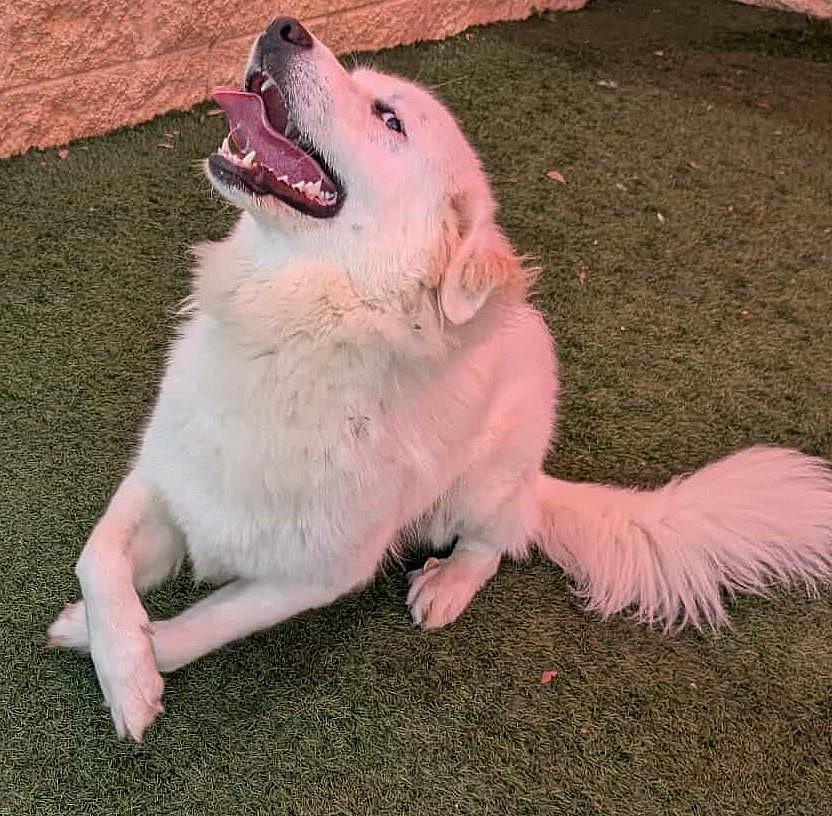 Helen - Great Pyrenees