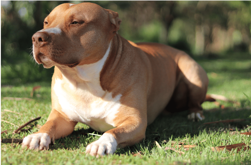 A Pitbull