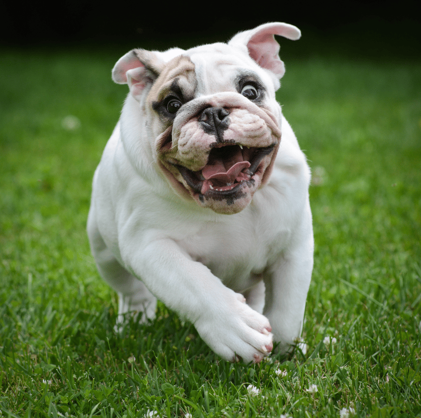 Bulldog playung