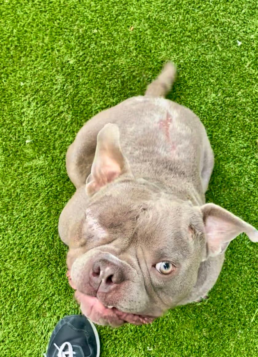 Mack - French Bulldog