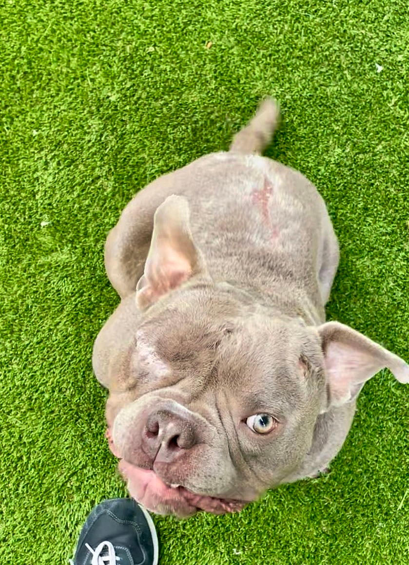 Mack - French Bulldog