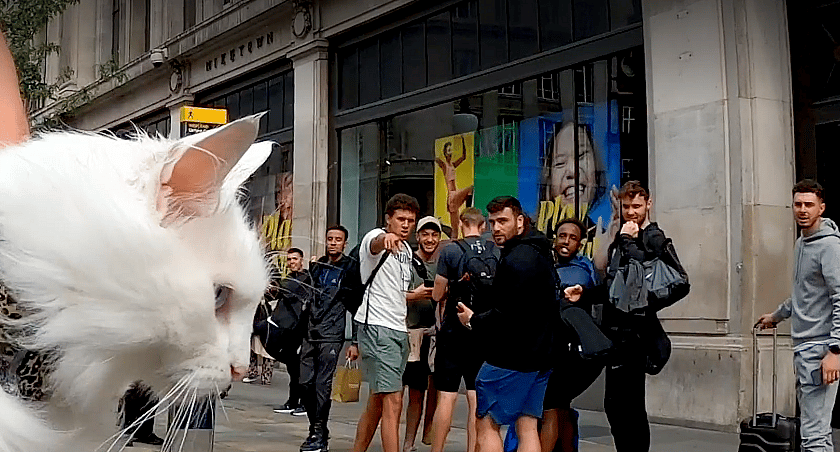 deaf cat loves to go bike riding