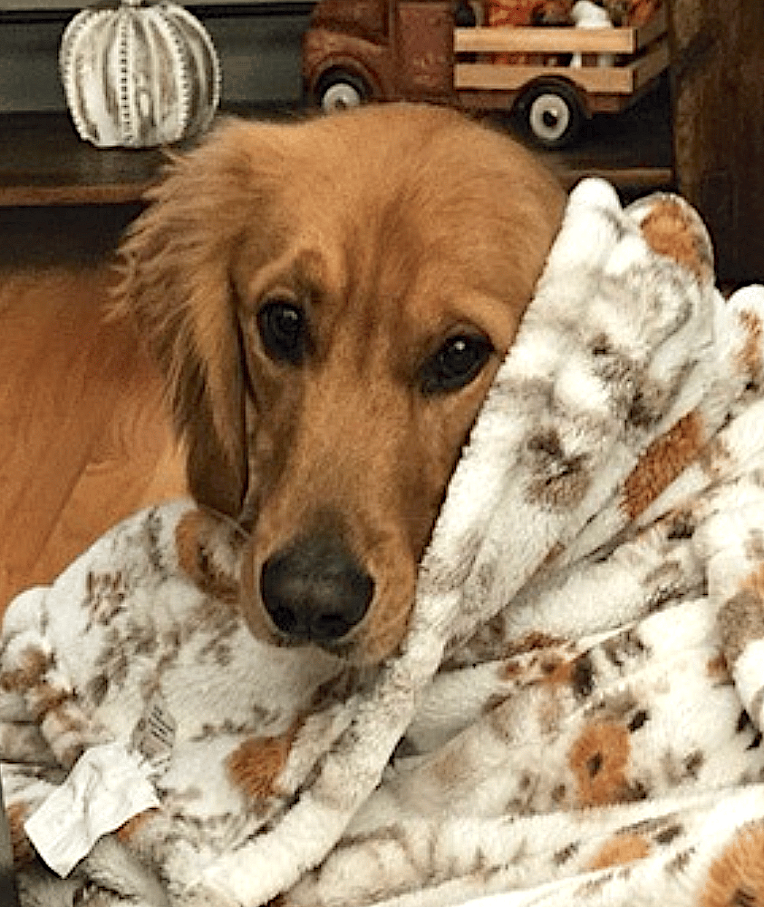 DJ - Golden Retriever