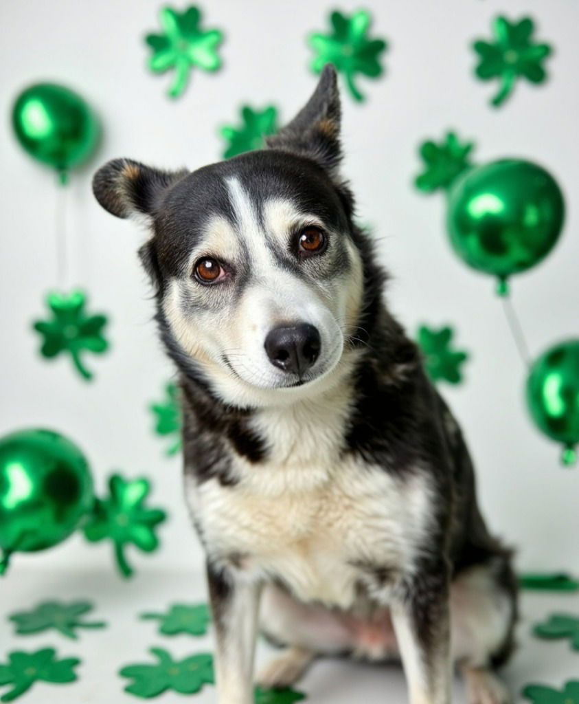 Tamara - Adopt Me! - Siberian Husky