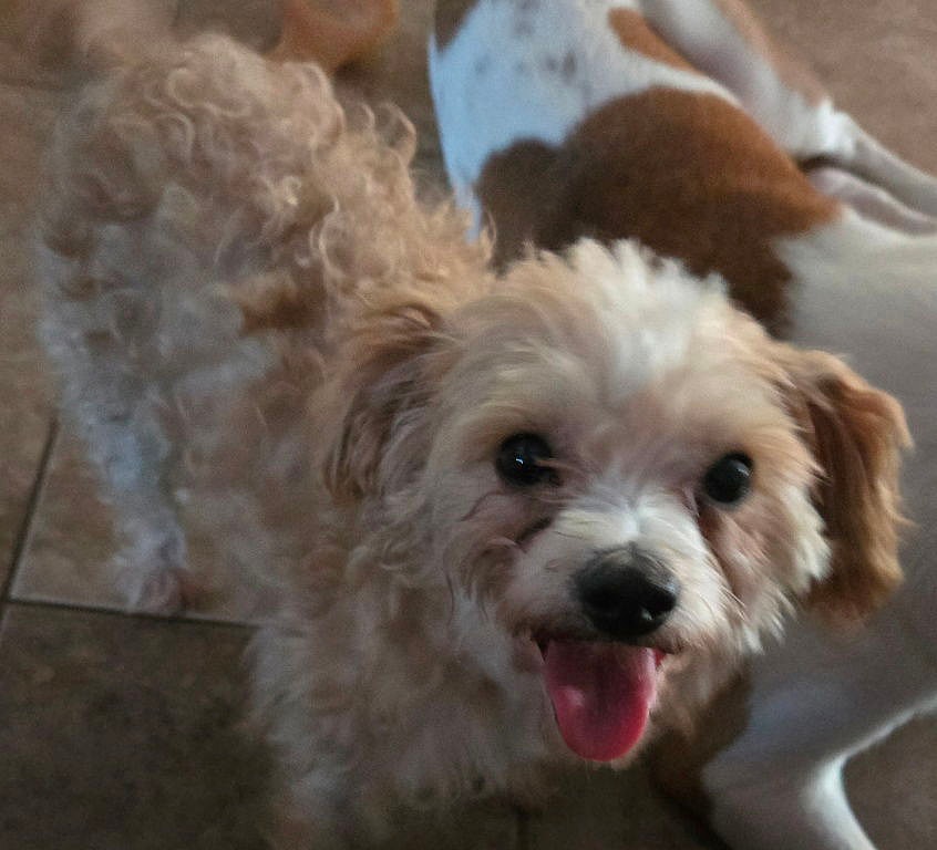 Maggie - Poodle (Toy)