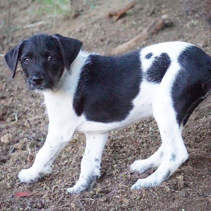 Etsy Pup - Decor - Wirehaired Fox Terrier