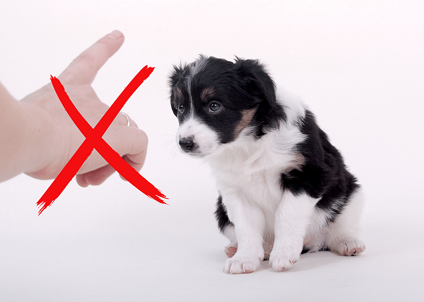 dog getting punished