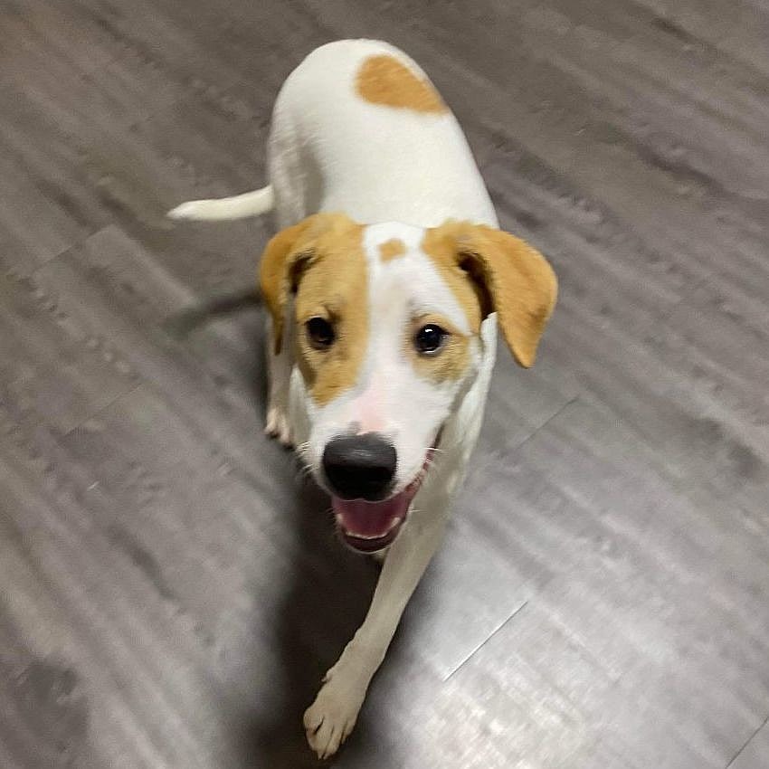 Keystone up for Adoption