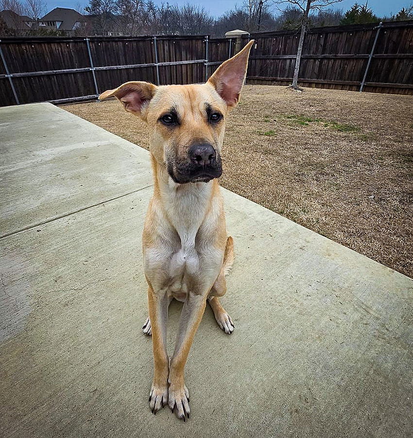 Marley IV (New Digs)