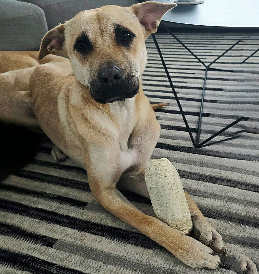 Marley IV (New Digs)