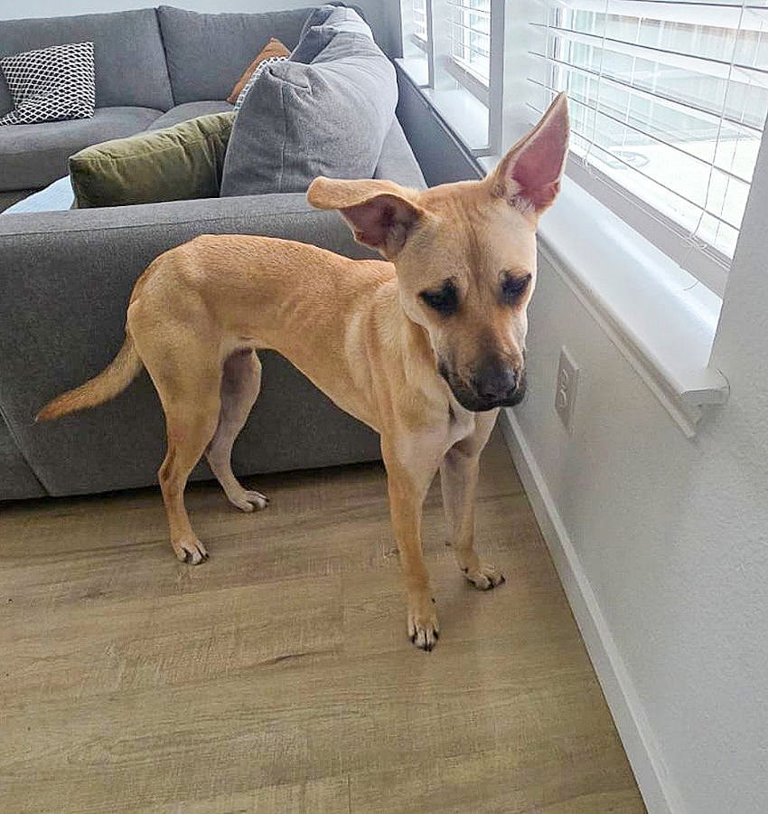 Marley IV (New Digs)