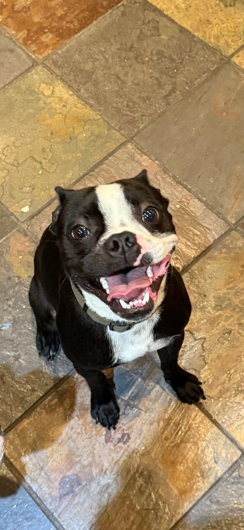 Bodine - Boston Terrier