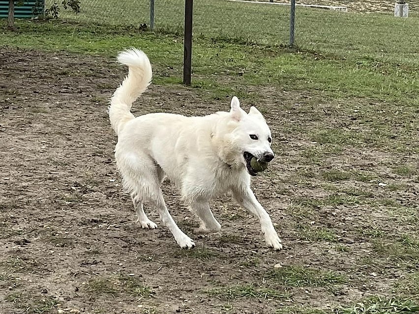 Tango