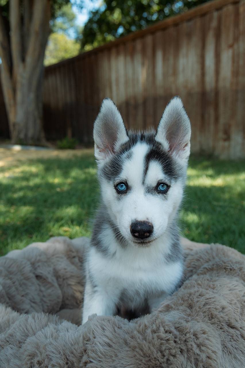Saru - Siberian Husky