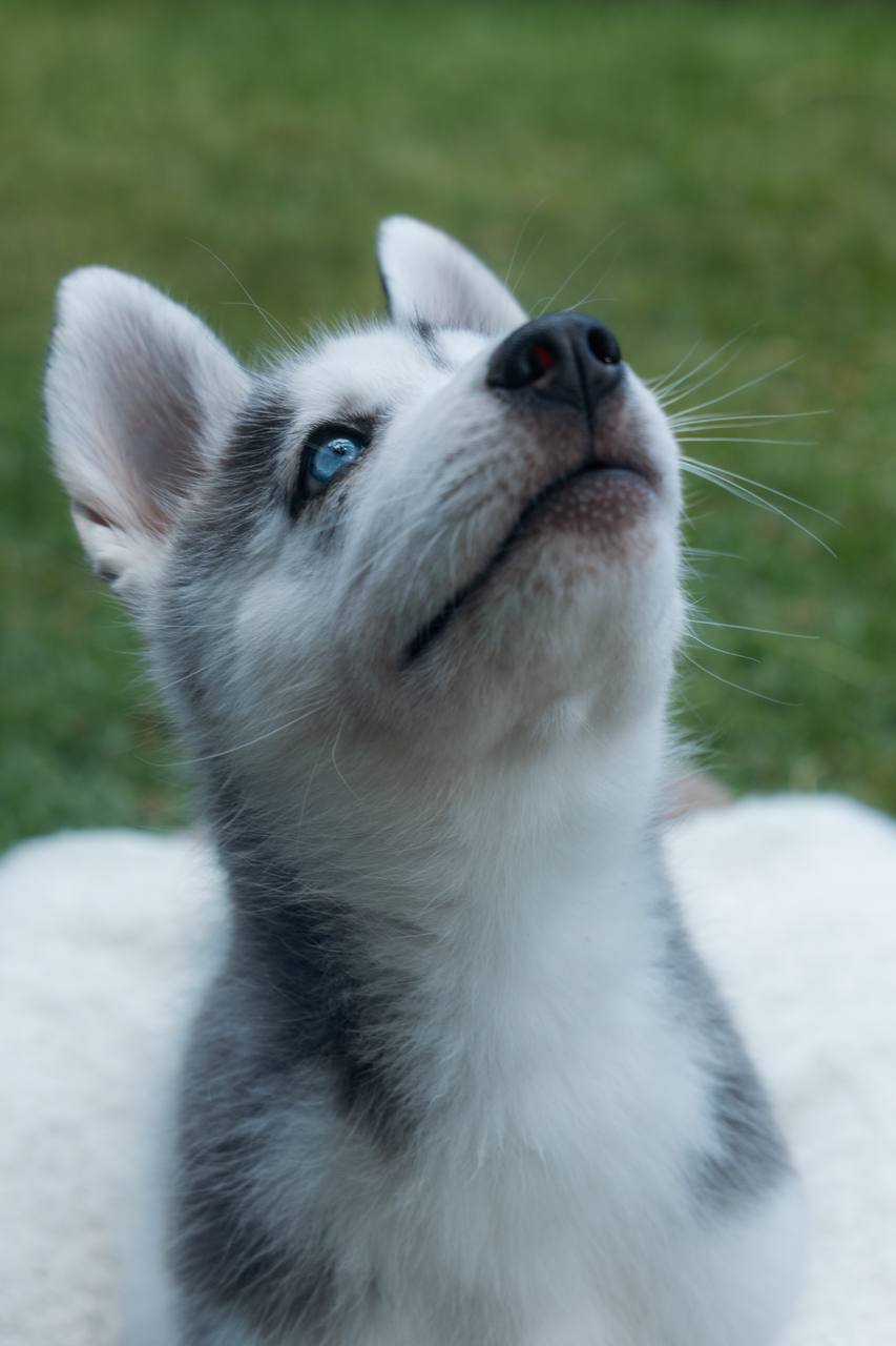 Saru - Siberian Husky