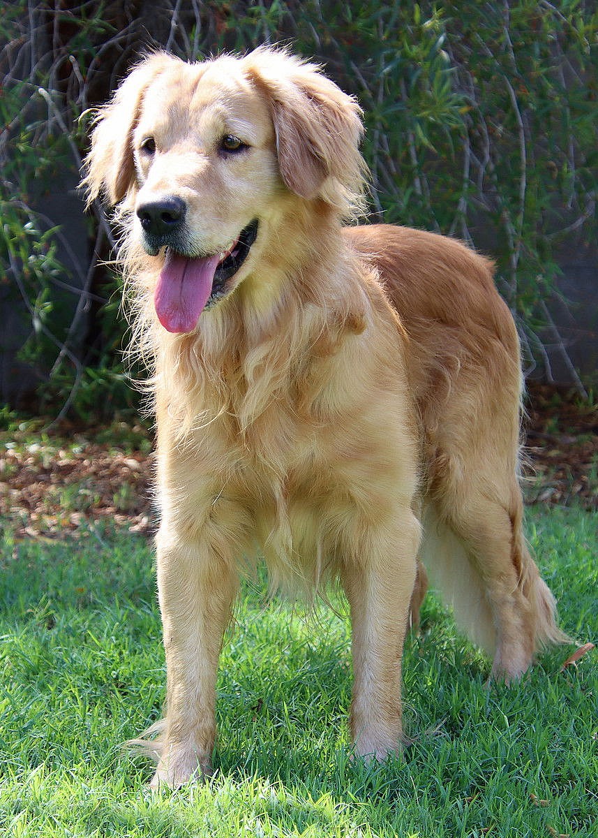 Toby - Golden Retriever