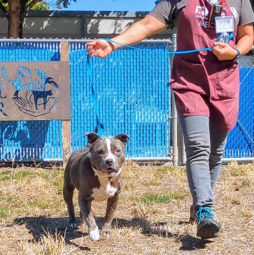 Yoohoo - Pit Bull Terrier