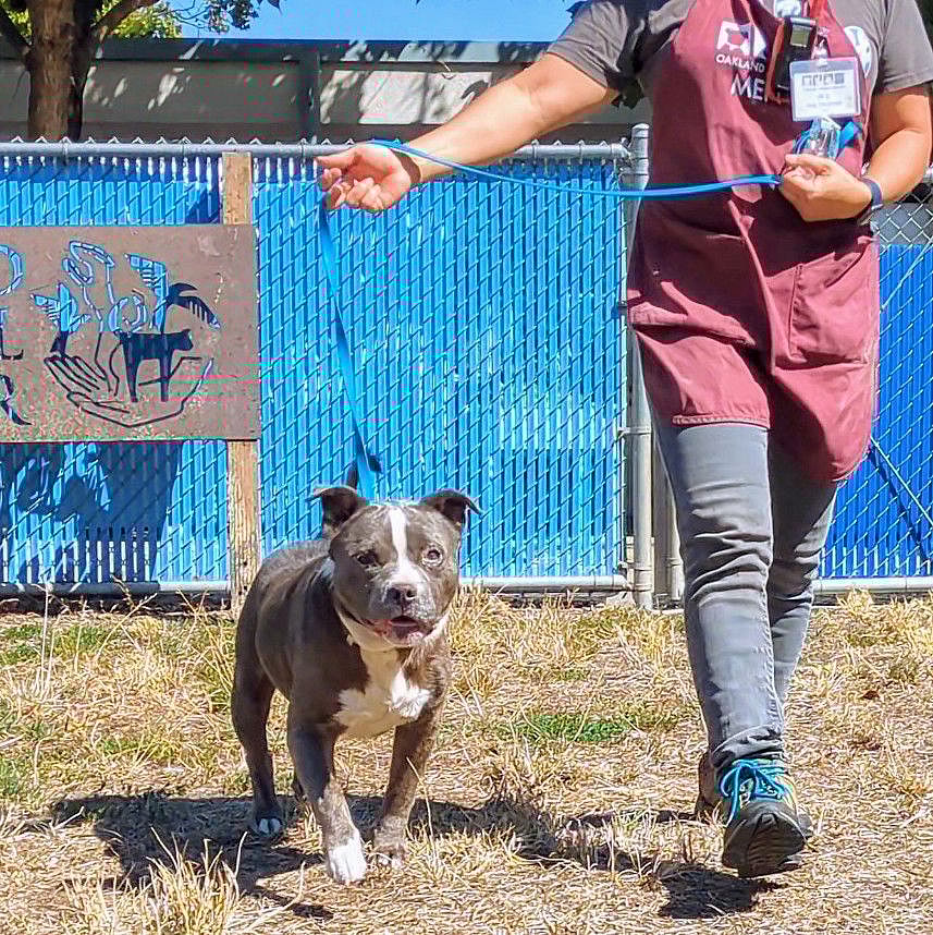 Yoohoo - Pit Bull Terrier