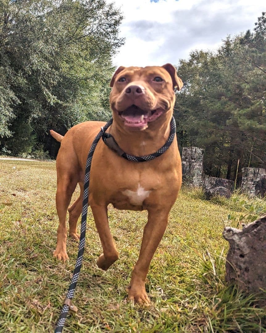 EVIE up for Adoption