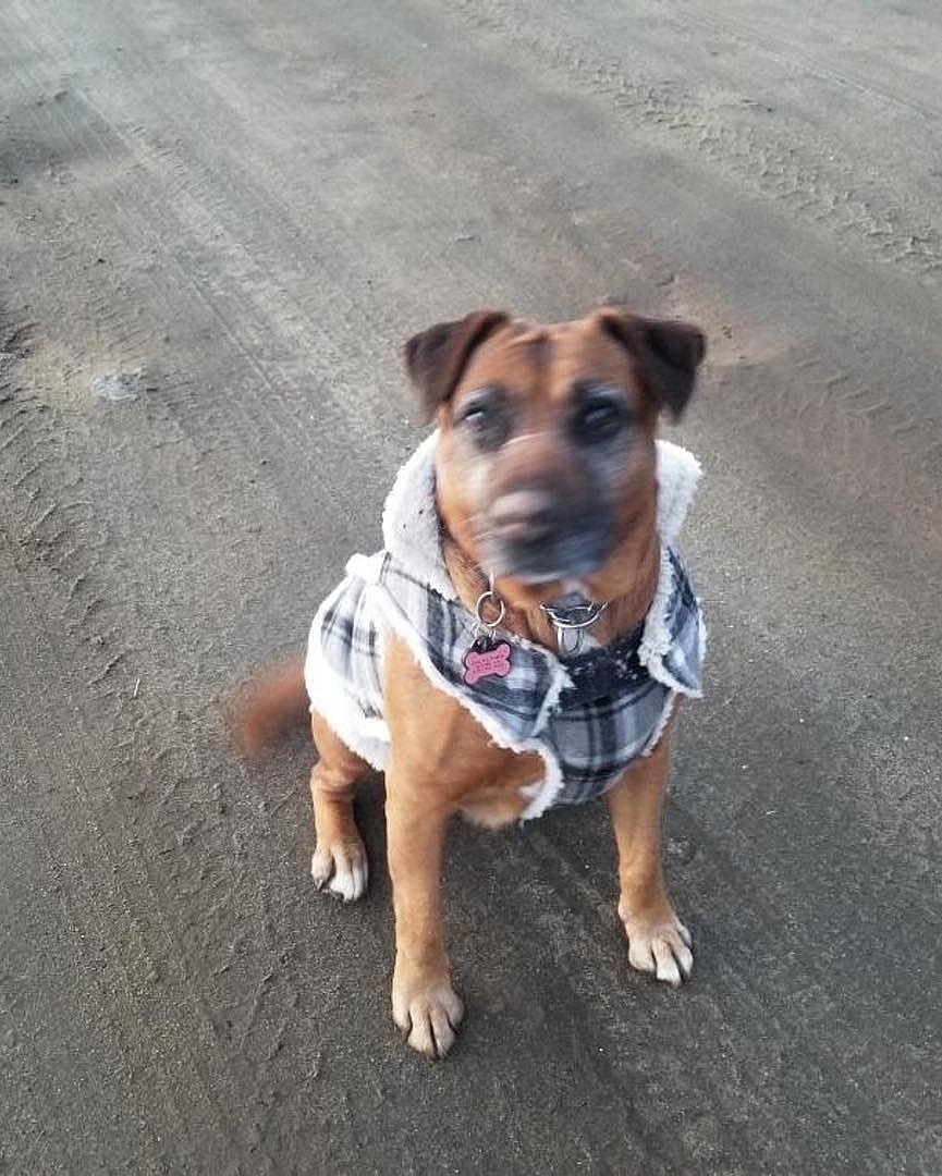 Rescued Senior Dog Dumped in Mexico Now Enjoys a Life Full of Cheeseburgers & Car Rides