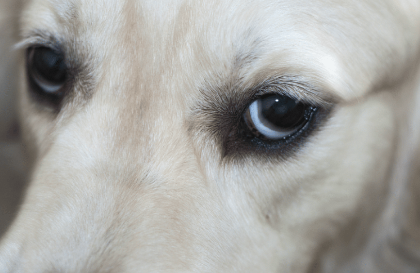 dog body language - How to Calm Your Reactive Dog