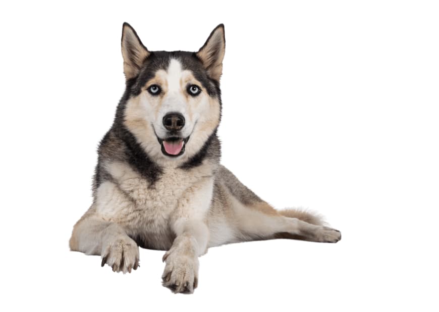 A Husky